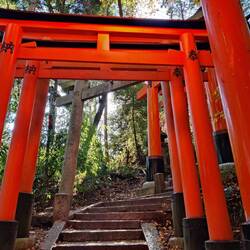 Torii