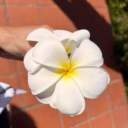 Frangipani 🥰
