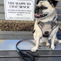 And Bosley is always up for a chat, about dinner 😄