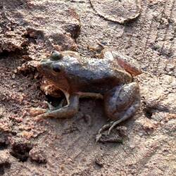 Die Frösche waren spannender als der Sonnenaufgang 🤣