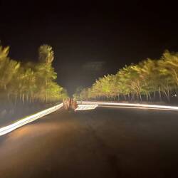 Beleuchtung des Weges zu Angkor, Rest vom Marathon die Woche vorher