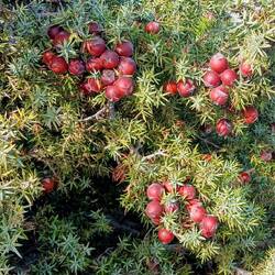 Wacholder XXL leider nicht reif