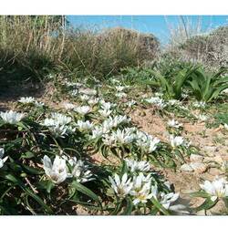 Die Lilien im Frühling