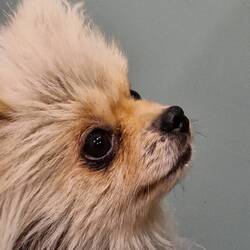 Happy 5th Birthday Leo!