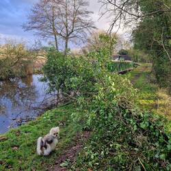 Rainboat in camouflage behind the fallen ash tree