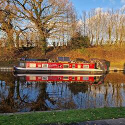 Free Willy was in a festive mood bedecked with tinsel