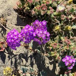 Auch hier gibt's Flora