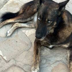 Der Hausherr - eine Huskymischung mit hellblauen Augen