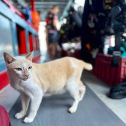 The diving boat cat