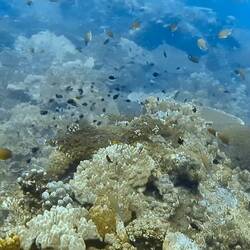 Some underwtaer footage of a later dive