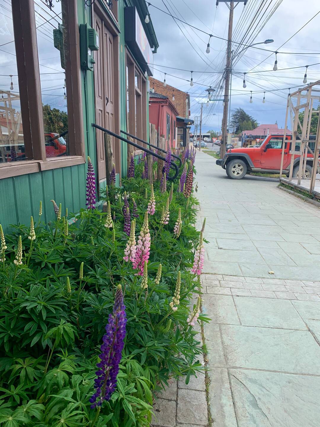 Lupinen und bunte Häuschen: das ist Puerto Natales!