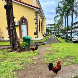 Im Kirchengarten laufen die Hühner frei herum