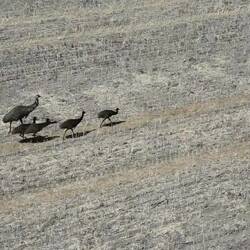 A family of emus in the wheat field