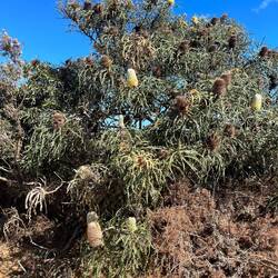Loads of Banksia