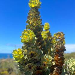 Hakea plant. Prolific in the Fitzgerald National Park