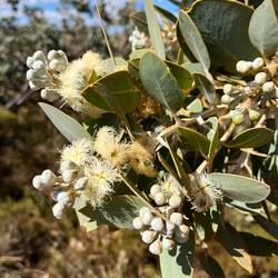 Spring gum nuts snd flowers