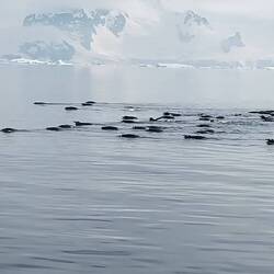 Eine Gruppe Pinguine