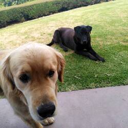 Sie mögen uns wirklich 🐶❤️