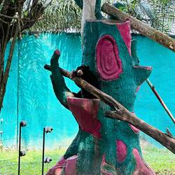 Hätte er sich nicht bewegt, hätte ich den Malaienbär für eine Puppe gehalten 😅