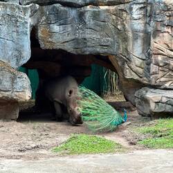 Das Nashorn ist dem Pfau dann doch nicht geheuer 🤣