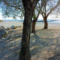 Pause unter Tamarisken, leider nur Wasser und Müsliriegel