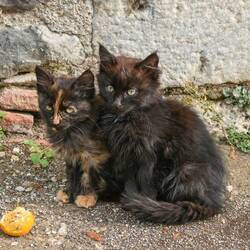 Besichtigen wir hier Katzen oder Kirchen?