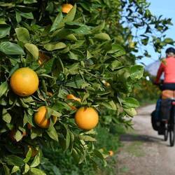 Juhu...endlich Orangenzeit.