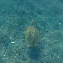 Swimming with a turtle