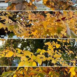 路边公园有好几种树，树叶都有自己的性格