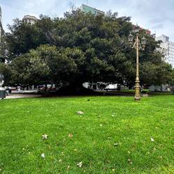 Ein gigantischer Baum
