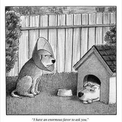 A tribute to all the village dogs who followed us along the way