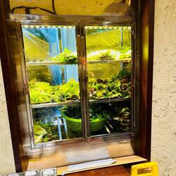 Hier werden die ganzen frischen Kräuter für die Sommerrollen aufbewahrt