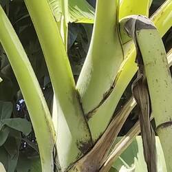 loooong banana fruit