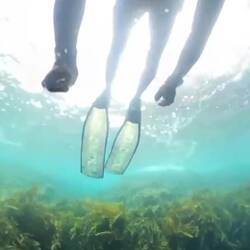 Exploring the reef