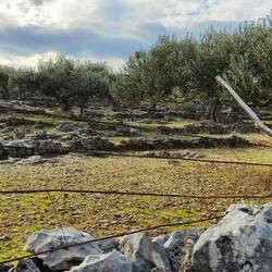 Piles of rocks, or little rock walls, on every property