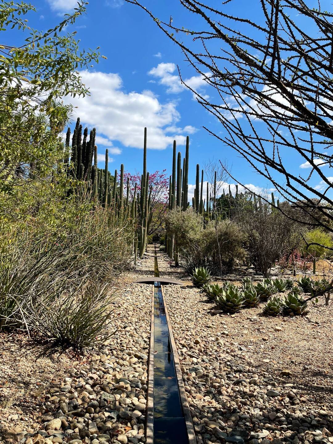 The botanical garden in Oaxaca