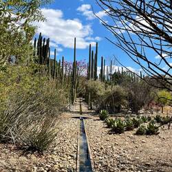 The botanical garden in Oaxaca