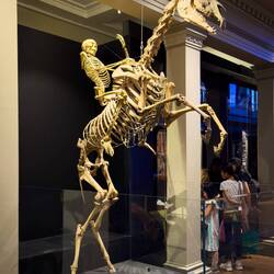 "The Bone Ranger" ... the skeleton of Sir Hercules and a rider (1870) — AM ... Sydney, ASW.