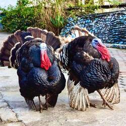 Truthähn uf dr Strass 🤷🏻‍♀️😅