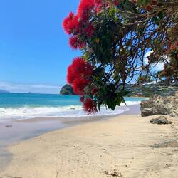 Weihnachtsbaum am Meer 🎄😍