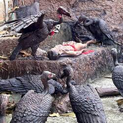 Cholera bodies were brought here for decades