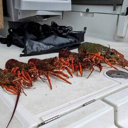 Pinchy is the big one on the end