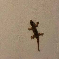 Gecko visitor