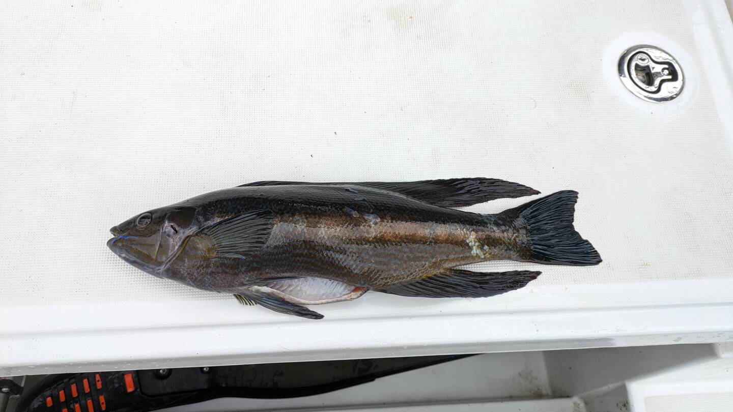 Nice Butterfish