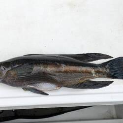 Nice Butterfish