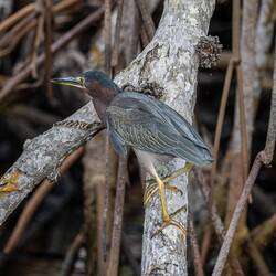 Green Heron