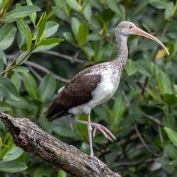 young Snow Ibis