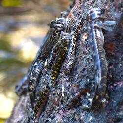Schlammspringer am Fels beim Grasen