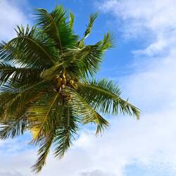 Regel Nr.1  Niemals unter Palmen Parken!