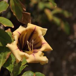 Solandra Maxima in Mittelamerika endemisch, ist wohl importiert